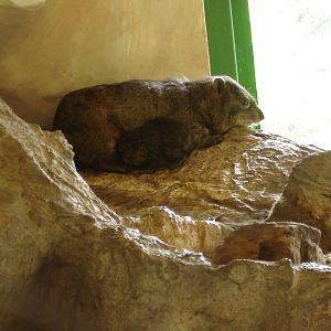 Rock hyrax