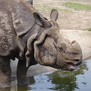 Indian Rhinoceros - male Jacob