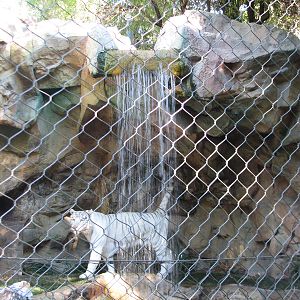Secret Garden - Tiger Exhibit 3 - 'Striped White Tiger'