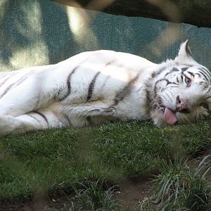 Secret Garden - Tiger Exhibit 3 - 'Striped White Tiger'