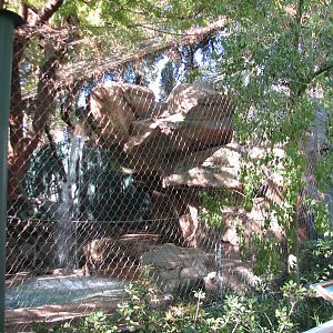 Secret Garden - Tiger Exhibit 4 - 'Striped White Tiger'
