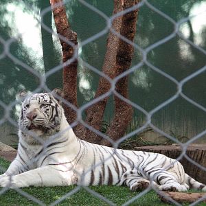 Secret Garden - Tiger Exhibit 4 - 'Striped White Tiger'