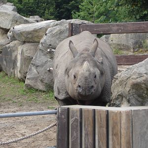 Indian Rhinoceros - female Shikari