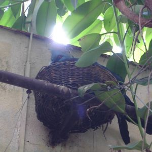 Victoria Crowned Pigeon on nest