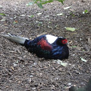 Swinhoe Pheasant