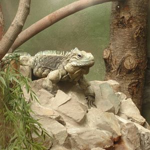 Cuban Iguana