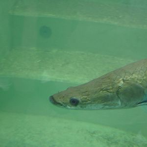Arapaima