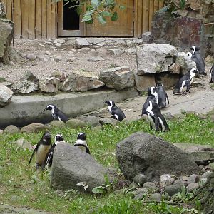 Black-footed Penguin