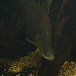 Clown Knifefish