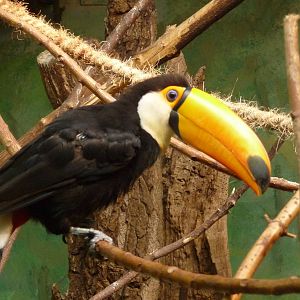 Toucan Toco