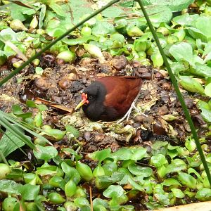 Wattled Jacana on nest
