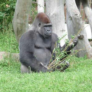 Western Lowland Gorilla