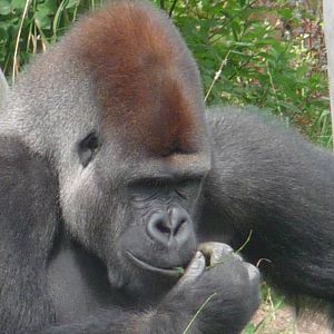 Western Lowland Gorilla