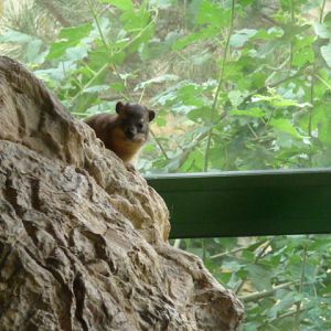 Rock Hyrax