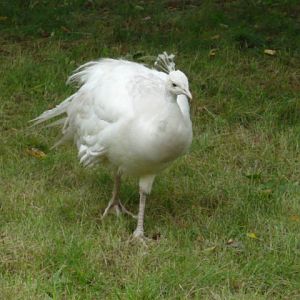 White peacock