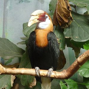 Blyth Hornbill
