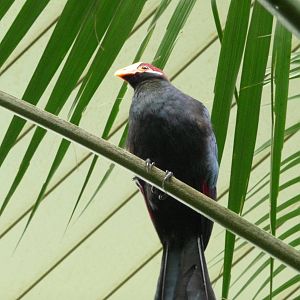 Violet Turaco