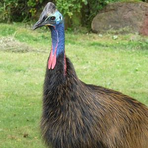 Double wattled Cassowary