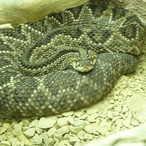 Tropical Rattlesnake