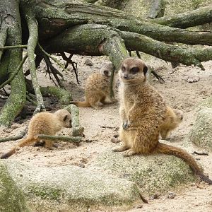 Meerkats