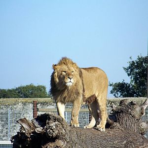 wildlife park 194 julie