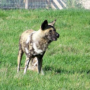 wildlife park 274 julie