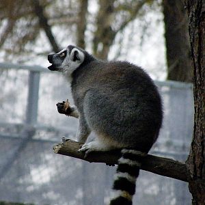yorkshire wildlife park 037 julie
