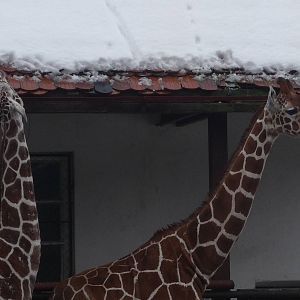 Reticulated Giraffes