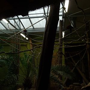 Red Ruffed Lemurs exhibit