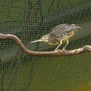 Striated Heron