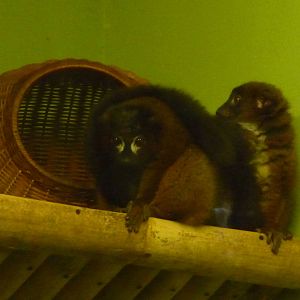 Red-bellied Lemurs