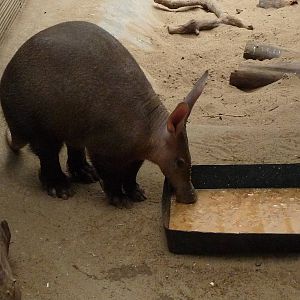 Aardvark