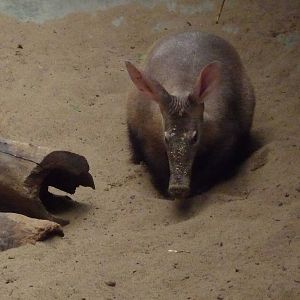 Aardvark