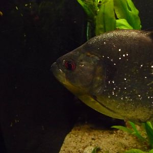 Redeye piranha