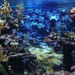 Aquarium