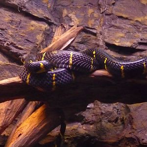 Mangrove Snake