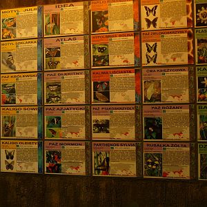 Species in Butterfly House