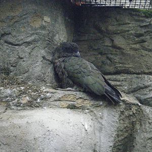 Kea