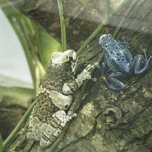 Golden Eyed Tree Frog and Blue Poison Dart Frog
