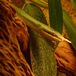 Rhinoceros Snake