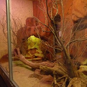 Terrarium for Australian lizards