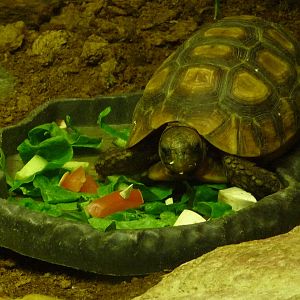 African spurred tortoise