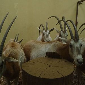Scimitar Oryxs