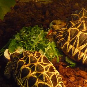 Star Tortoises