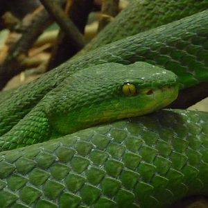 White Lipped Tree Viper