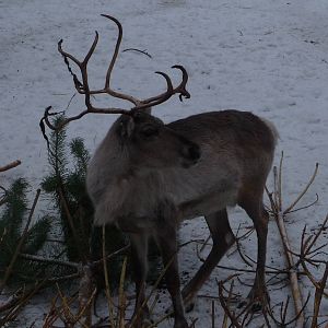 Reindeer