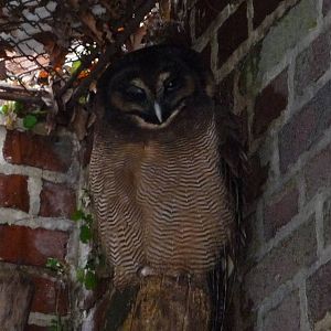 Brown Wood-owl