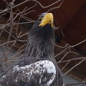 Steller Sea Eagle
