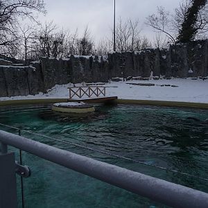 Brown Fur Seals pool