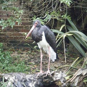 Black Stork